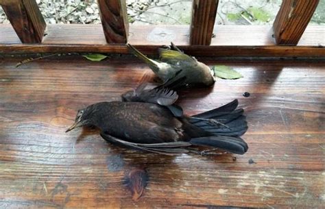 死鳥處理